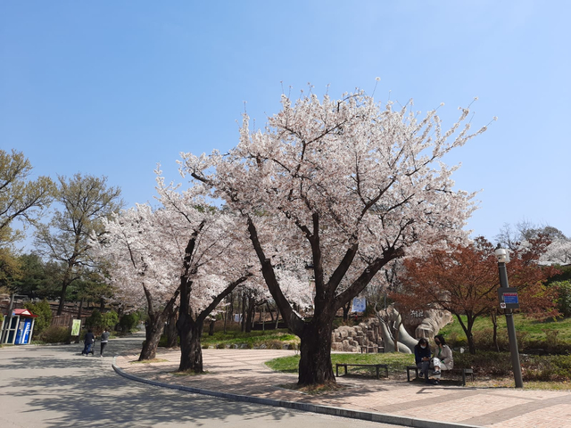 Lokasi Terbaik Melihat Sakura Mekar di Seoul, Korea Selatan (592809)