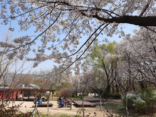 Lokasi Terbaik Melihat Sakura Mekar di Seoul, Korea Selatan (592810)