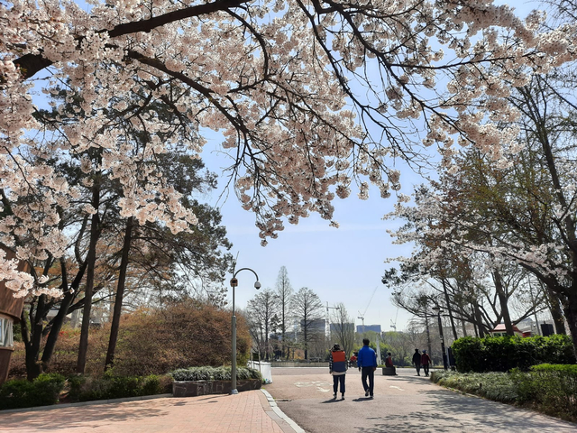 Lokasi Terbaik Melihat Sakura Mekar di Seoul, Korea Selatan (592811)