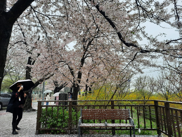 Lokasi Terbaik Melihat Sakura Mekar di Seoul, Korea Selatan (592800)