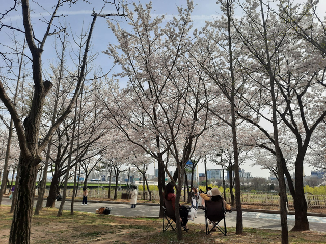 Lokasi Terbaik Melihat Sakura Mekar di Seoul, Korea Selatan (592803)