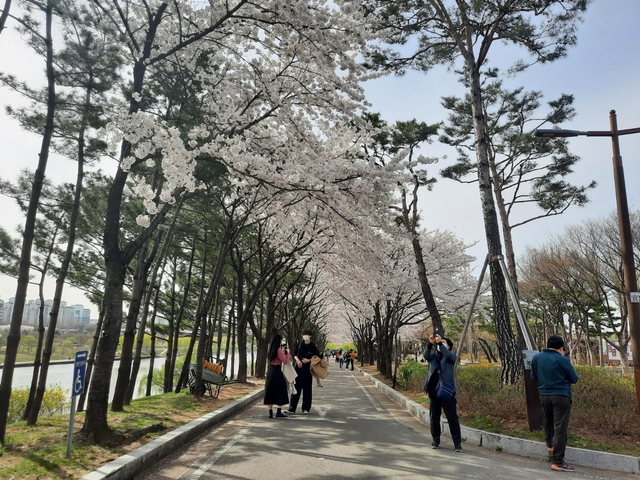 Lokasi Terbaik Melihat Sakura Mekar di Seoul, Korea Selatan (592804)