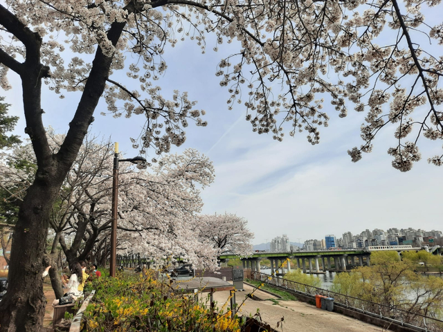 Lokasi Terbaik Melihat Sakura Mekar di Seoul, Korea Selatan (592805)