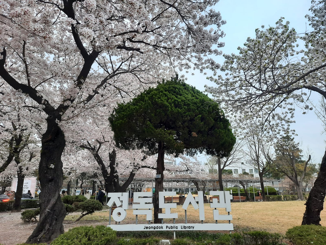 Lokasi Terbaik Melihat Sakura Mekar di Seoul, Korea Selatan (592806)
