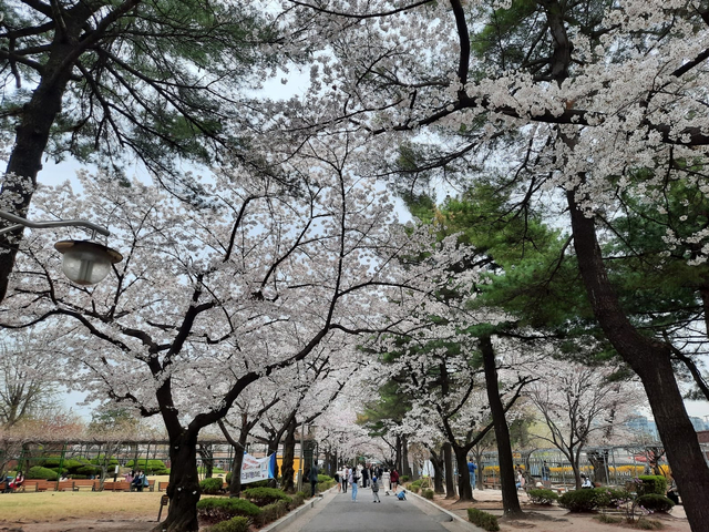 Lokasi Terbaik Melihat Sakura Mekar di Seoul, Korea Selatan (592808)