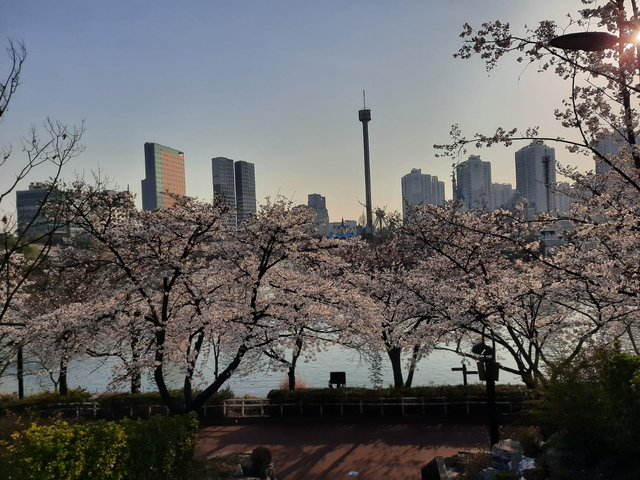 Lokasi Terbaik Melihat Sakura Mekar di Seoul, Korea Selatan (592813)
