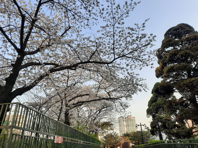 Lokasi Terbaik Melihat Sakura Mekar di Seoul, Korea Selatan (592814)
