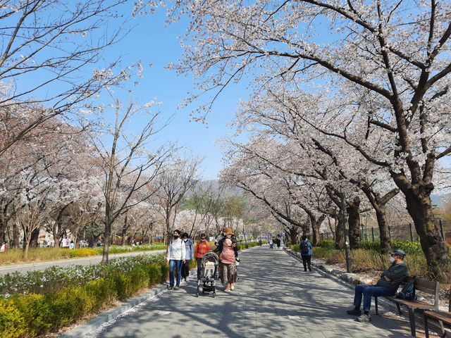 Lokasi Terbaik Melihat Sakura Mekar di Seoul, Korea Selatan (592815)