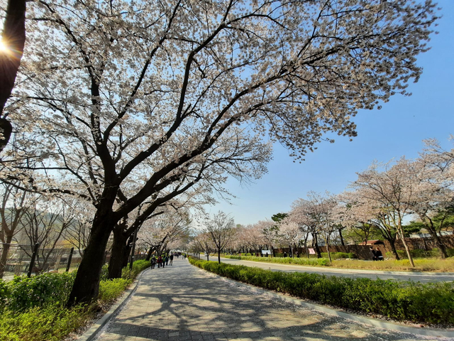 Lokasi Terbaik Melihat Sakura Mekar di Seoul, Korea Selatan (592816)
