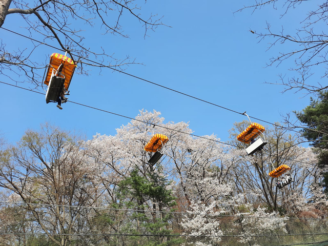 Lokasi Terbaik Melihat Sakura Mekar di Seoul, Korea Selatan (592817)