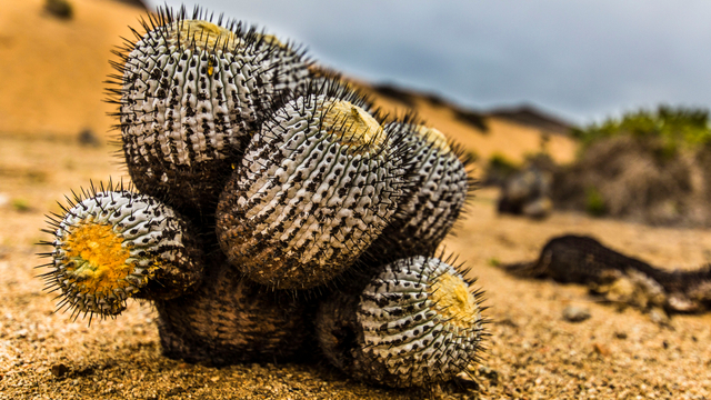Kaktus Copiapoa. Foto: Getty Images
