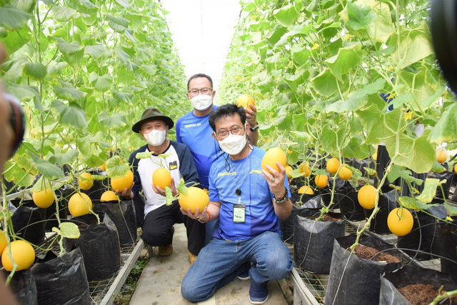 Mentan dan MenkopUKM Panen Melon di IPB University