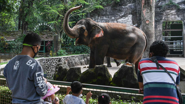 Pengunjung melihat Gajah sumatra (Elephas maximus sumatranus) di Taman Margasatwa Ragunan, Jakarta, Minggu (30/5/2021). Foto: Hafidz Mubarak A/ANTARA FOTO