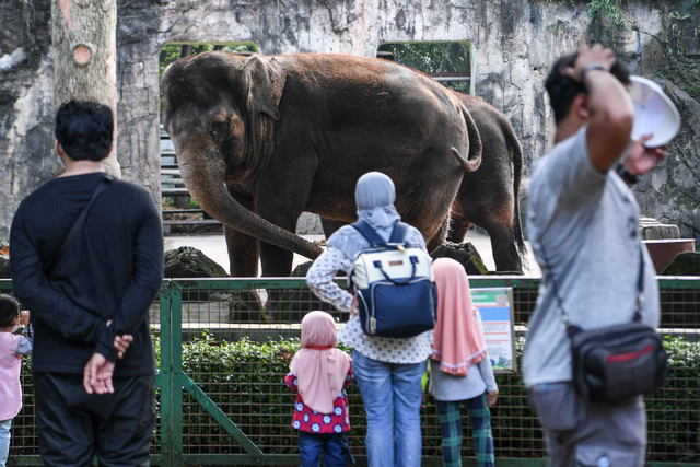 Pengunjung melihat Gajah sumatra (Elephas maximus sumatranus) di Taman Margasatwa Ragunan, Jakarta, Minggu (30/5/2021).  Foto: Hafidz Mubarak A/ANTARA FOTO
