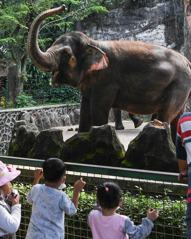 Pengunjung melihat Gajah sumatra (Elephas maximus sumatranus) di Taman Margasatwa Ragunan, Jakarta, Minggu (30/5/2021).  Foto: Hafidz Mubarak A/ANTARA FOTO