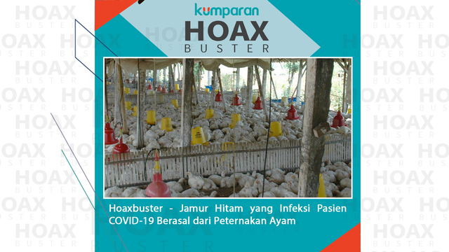 Hoaxbuster: Jamur Hitam yang Infeksi Pasien COVID-19 Berasal dari Peternakan Ayam Foto: Dok. kumparan