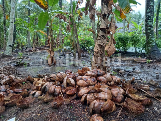 Limbah kelapa di desa Kanoman, Kulon Progo diolah mahasiswa UAD menjadi pestisida dan kerajinan tangan