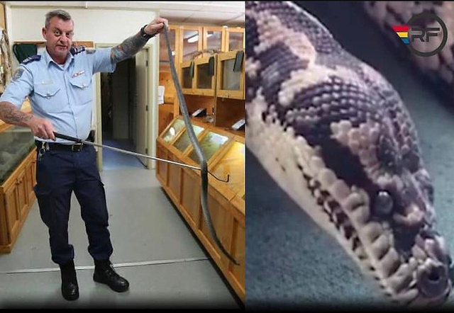 Seekor ular piton di Australia kecanduan sabu karena tinggal di pabrik narkoba. Foto: @realfact.id