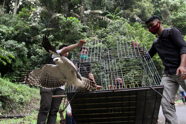 Foto: BKSDA Resor Agam Lepas Liarkan Dua Ekor Kukang dan Elang Brontok (30958)