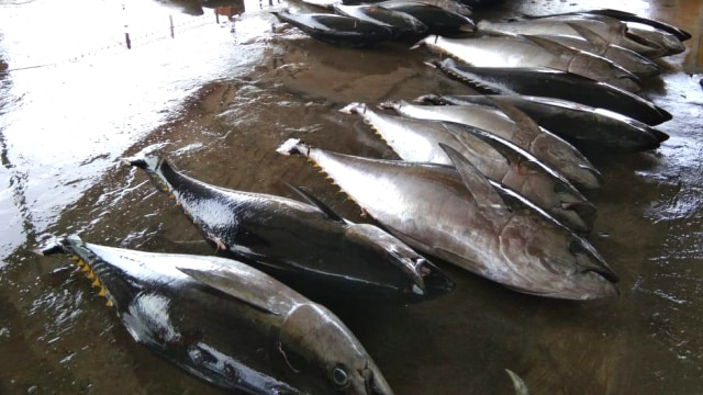 Ikan Tuna hasil tangkapan nelayan di Pelabuhan Perikanan Donggala belum lama ini. Ikan Tuna spesies Yellowfin Tuna ini termasuk jenis ikan yang mendominasi hasil produksi sejak Februari hingga Maret. Foto: DKP Sulteng