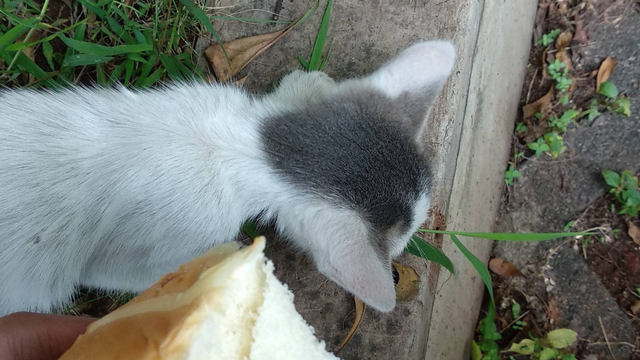 Bersedekah dengan Cara Berbagi Makanan untuk Kucing Liar 