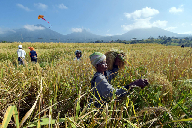 Petani memanen padi merah saat panen raya di persawahan Jatiluwih, Tabanan, Bali, Kamis (3/6/2021). Foto: Nyoman Hendra Wibowo/Antara Foto