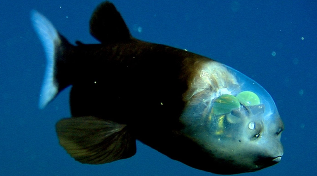 Barreleye, ikan dengan mata petet seperti tabung dan kepala transparan.  Foto: Monterey Bay Aquarium Research Institute (MBARI)