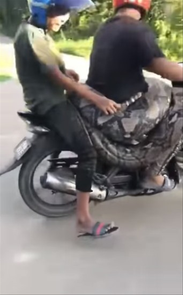 Viral aksi berani pengendara motor di Kualai Rai, Kelantan, malaysia bawa ular piton berbobot 200 kilogram. (Foto: Facebook/@Info Roadblock JPJ/POLIS) 