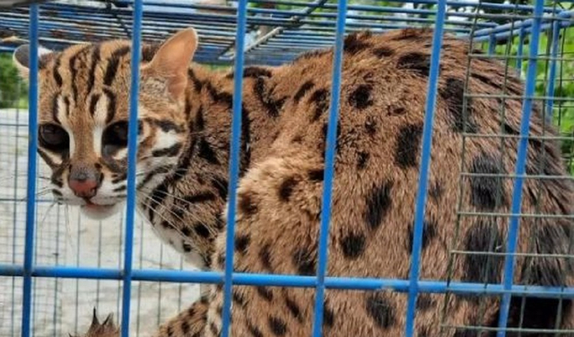 Kucing kuwuk yang ditangkap warga Sumatera Barat.  Foto: Instagram/BKSDA_Sumbar