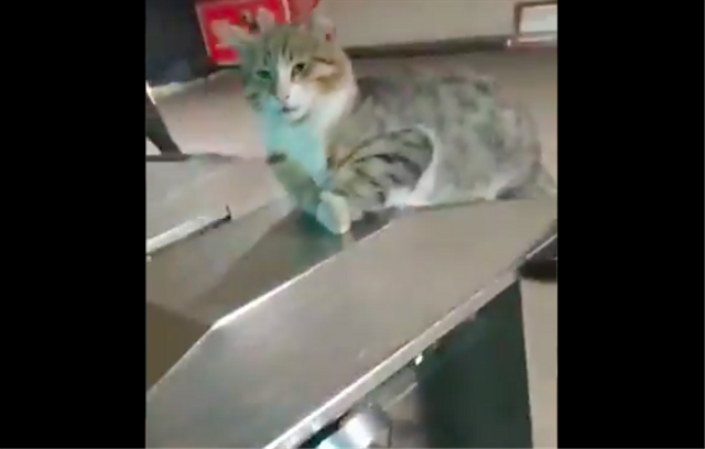 Viral, Kucing Penunggu Stasiun Kereta di Istanbul (29824)