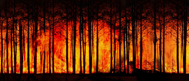 Ilustrasi Kebakaran Hutan. Foto: Pixabay