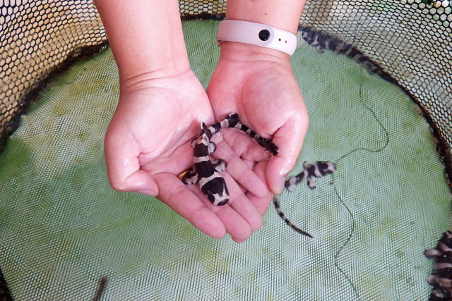 Petugas konservasi menunjukkan hiu bambu bergaris coklat sebelum dilepaskan ke laut di Rayong, Thailand. Foto: Prapan Chankaew/REUTERS