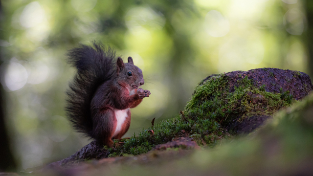 Ilustrasi hewan liar. Sumber: unsplash.com