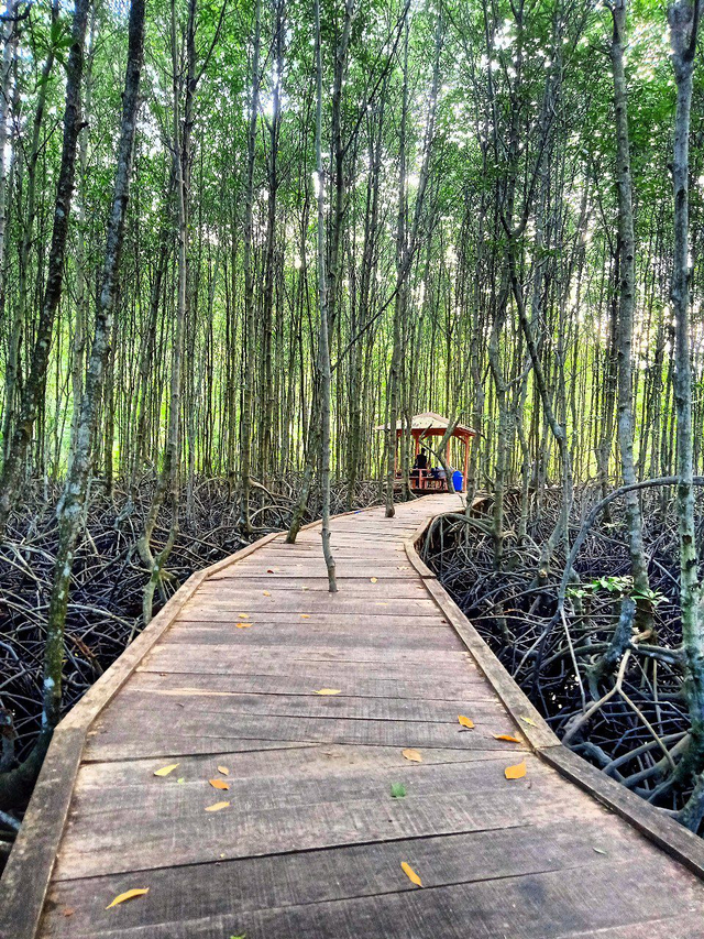 5 Hal yang Bisa Dinikmati di Ekowisata Mangrove Petengoran Pesawaran, Lampung (2)