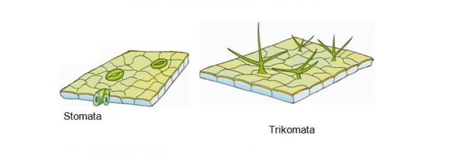 Ilustrasi jaringan epidermis yang berkembang menjadi stomata dan trikomata. Foto: Modul Pembelajaran Biologi Kemdikbud