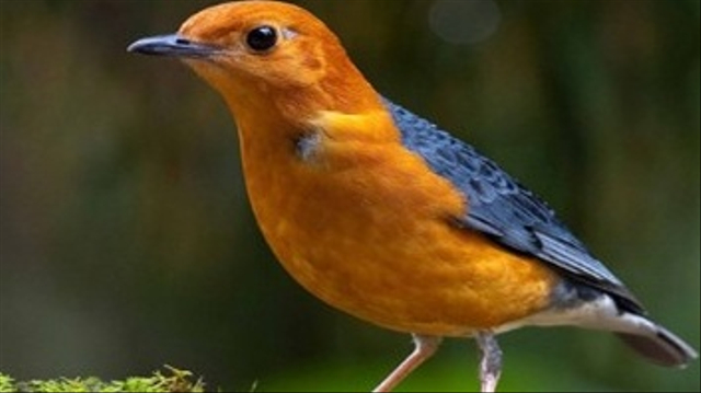 Burung anis merah yang menjadi burung lambang Kabupaten Sleman, DIY. Foto: Infobaru.id