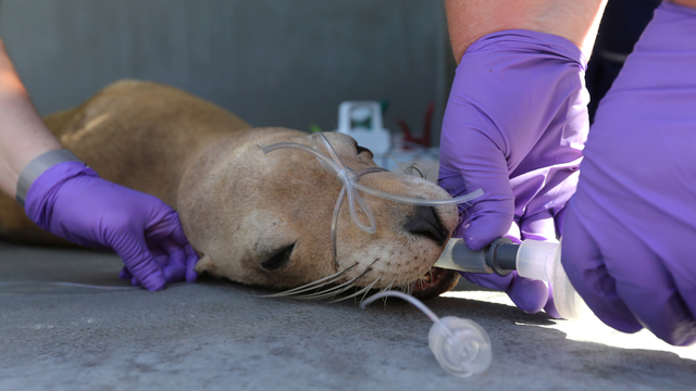 Foto: Singa Laut California Mengidap Kanker (3928)