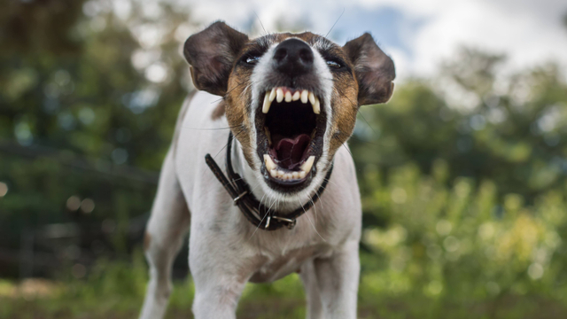 Ilustrasi anjing jenis Terrier. Foto: Shutter Stock