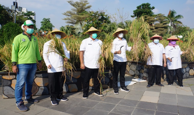 Wali Kota Eri Cahyadi saat panen padi Ciherang di Balai Kota Surabaya, Rabu (9/6). Foto-foto: Masruroh/Basra