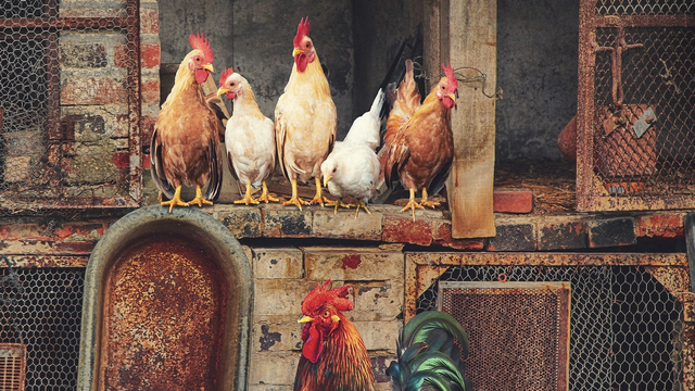 Isu Kesejahteraan Hewan Ternak di Tiap Gigitan Ayam Goreng (34860)