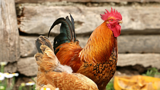 Isu Kesejahteraan Hewan Ternak di Tiap Gigitan Ayam Goreng (34861)