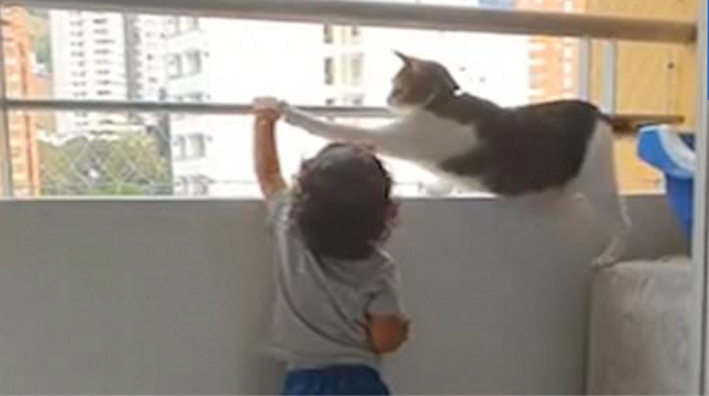 Viral, Kucing Protektif Ini Cegah Anak Kecil Mendekat ke Ujung Balkon (29015)