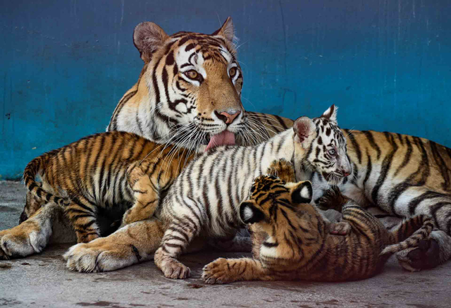 Anak harimau putih Yanek bermain dengan ibu dan saudara-saudaranya di Kebun Binatang Nasional di Havana, pada 4 Juni 2021. Foto: YAMIL LAGE/AFP