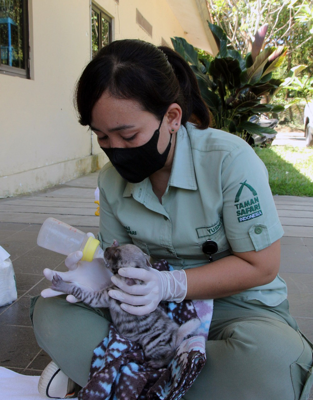 2 Bayi Hiena di Bali Safari Park Mulai Diperkenalkan ke Pengunjung (40665)