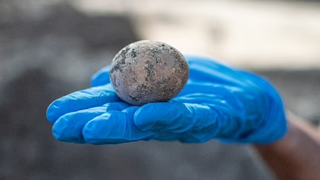 Telur ayam berusia 1.000 tahun yang ditemukan di kubangan kotoran manusia.  Foto: Yoli Schwartz/Israel Antiquities Authority