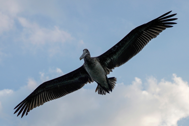 Seekor burung pelikan terbang di atas Guanimar, Kuba. Foto: Alexandre Meneghini/REUTERS