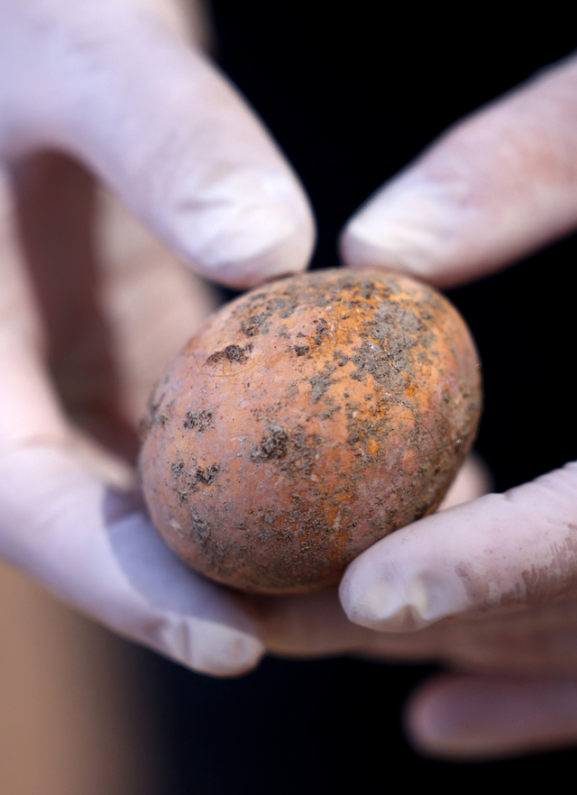 Seorang arkeolog Israel menampilkan telur ayam berusia 1.000 tahun yang hampir utuh, saat penggalian di pusat kota Yavne, Rabu (10/6). Foto: EMMANUEL DUNAND/AFP