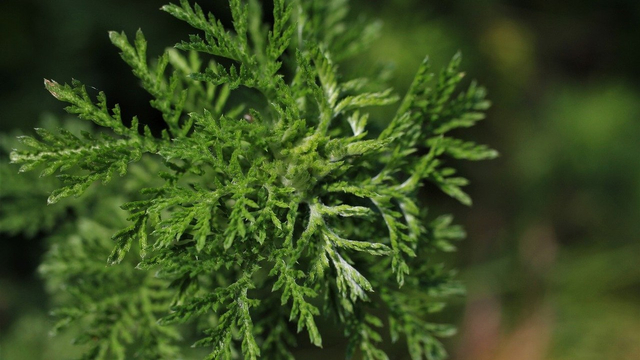Manfaat Mugwort untuk Kecantikan, Mantap Banget! (167323)