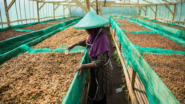 Foto: Melihat Aktivitas Petani di Puntang Kopi di Kabupaten Bandung (124013)