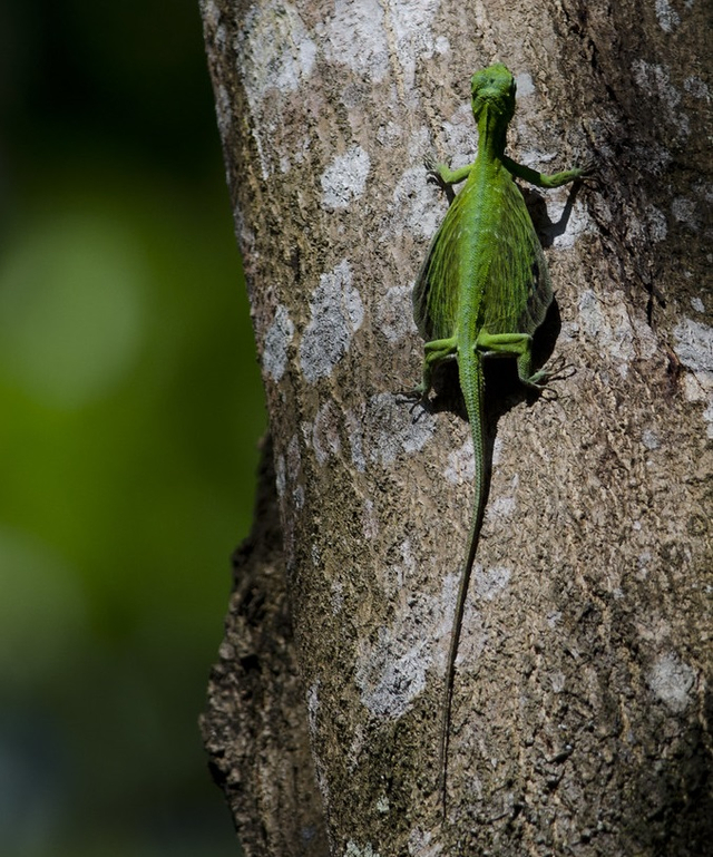 Salah satu spesies naga terbang.  Foto: flickr